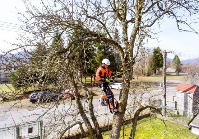 Commercial Tree Surgeons | Commercial Tree Surgery