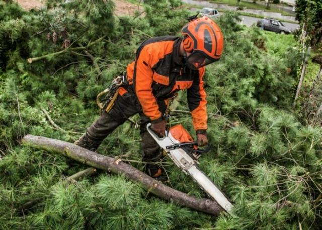 Emergency Tree Surgeons | Emergency Call Outs